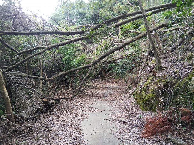 台風19号がハリケーンのカテゴリー5の強さ 違いやカテゴリーとは